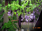 week 12: after radical pruning (last chance, ripen something)