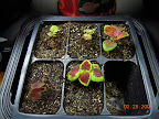 Coleus from seed - hopefully indoor temps will help.