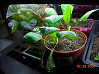 5 week spinach (maturity 6 weeks), with 2 new radishes behind, Korean red curl outrider.