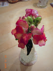 1rst AG mini snapdragon - looks like candy corn pattern again