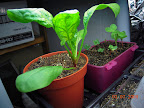 6 week bloomsdale longstanding spinach & 2nd/3rd crop radishes.
