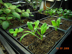 This flat outdoor-hardening now (snapdragon, romaine/spinach, lonely sweet pea, pansies).