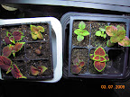1 week cuttings and 6.5 week coleus from seed.