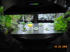 1 week pepper garden with eggplant & red curl lettuce starting. Lettuce outriders. Replaced lights this week.