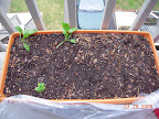 6 week lettuce & spinach planted, spinach and lettuce seedlings appearing (no chard yet)