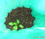 6-week-old baby leaf spinach switched from kozy coat to leaky aqua-shield - it's been outside 2 weeks.