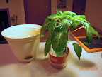 Potted carmen pepper - too advanced for kozy coats experiment.