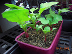 Some radishes fattening up. Back on heat mat.