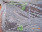 spinach and lettuce under plastic for gale protection