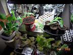 3 week peppers and friends - the KRC lettuce was under seedling lights a while (redder)