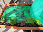 2 Little Caesar lettuce, one Korean red curl, one baby's leaf spinach, all transplants. Fertilizer/plastic mulch installed today.