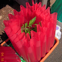 Opened teepee on Early Girl tomato again - it's warmer, and the plant needs room.