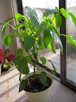 carmen pepper - pot too small?