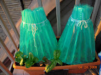 New wall o' waters (not Burpee aqua-shield) - peppers and cantaloupe inside, tied teepees closed.