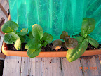 2 little caesar romaines, korean red curl lettuce, baby's leaf spinach.