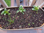 Toy choi and mustard greens still getting started.  Terracotta flambe pansies and overwintered chives.