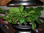 21 / 8 week eggplants - both bearing fruit! And both flowering like mad.