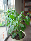 16 week carmen pepper - happy in new pot, 3 peppers that size (4&ldquo; long)