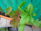 Korean red curl and baby leaf spinach