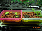 2 weeks new lettuce outriders (KRC, buttercrunch, silvia romaine). Unplugged seedling shelf.