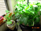 8 week peppers - carmen to right has flowers, maybe set fruit, others still at bud stage