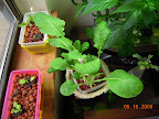 2 week lettuce outriders, ~6 month komatsuna, rooting sage in vase