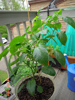17 week carmen pepper - growing leaves and dropping peppers atm. One 6&ldquo; long, waiting to redden. 24&rdquo; tall now.