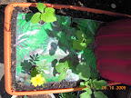 2 week cukes planted out (no water teepee), Japanese, pearl, and tendergreen. One last radish, insecticidal marigold.