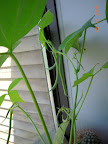 6 week bush beans about to harvest a few.