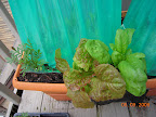 Insecticidal marigold, KRC, spinach.