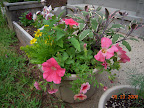 Mixed planter - calibrochoa are the peach oval-squashed mini-petunias. The minty-looking plant is the pineapple sage.