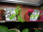 3 week lettuce outriders. Really not succeeding. These sponges don't seem to work well. :(