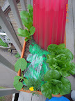 Roman emperor and little caesar romaines. Cropped baby leaf spinach, planted bloomsdale longstanding in its place.