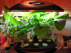 26 / 13 week eggplants: 5 eggplant harvest this week, at least 5 smaller ones growing