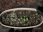 2 week lettuce/radish/spinach, not much germinated. Added heatwave lettuce seeds.