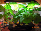 27/14 week eggplant, flowering again, about 10 eggs emerged from calyx.
