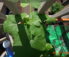5 week magda squash, big buds, but hasn't flowered yet.