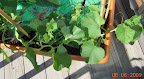10/6/3 week cantaloupes, oldest has had male blossoms. Will try to train up bamboo arcs - they'll get more sun if they climb.