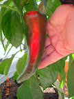20 week carmen pepper - first starting to ripen (6 weeks from flower - already harvested 7 green, at 1-2 weeks from flower)