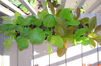 5 weeks - self-watering lettuce pot (with komatsuna). Green lacewings seem to lay eggs on the lettuce...