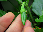 14 week carmen pepper growing one fruit (AG Deluxe)
