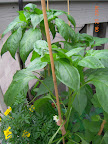 12/10 week peppers. Youngest (carmen) finally opened a flower. Back two have longstanding buds that haven't opened.
