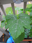 7 week magda squash - hard to get a photo angle. It's *big* and hanging off balcony. Cucumber beetles have arrived...