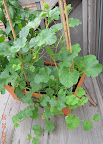 12/8/5 week cantaloupes, lots of flowers, none set. Some cucumber beetle damage already.