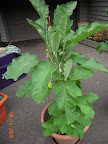 15 week twinkle eggplant. Removing kozy coat and debugging didn't keep bugs off long... 2 flowers dropped without fruit.