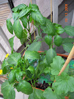11/9 week peppers, not blooming yet. Banana, mariachi, carmen, tallest to shortest.
