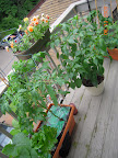 Very crowded balcony - may evict carmen pepper to driveway now that it lives outdoors full time.
