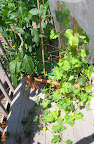 14/10/7 week cantaloupe. No fruit, nor female flowers. Eldest vine dying (left).