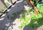 14 / 10 week cantaloupe. No fruit. 14 week vine probably dead - already removed half, think has bacterial wilt. Not even any female flowers today. :(