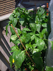 13/11 week peppers. All but banana pepper flowering, front (youngest) carmen definitely set fruit.